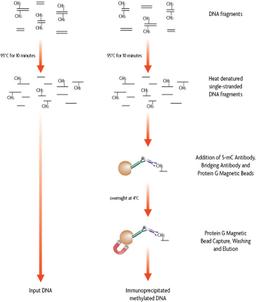 MeDIP Kit - Active Motif - Life Sciences