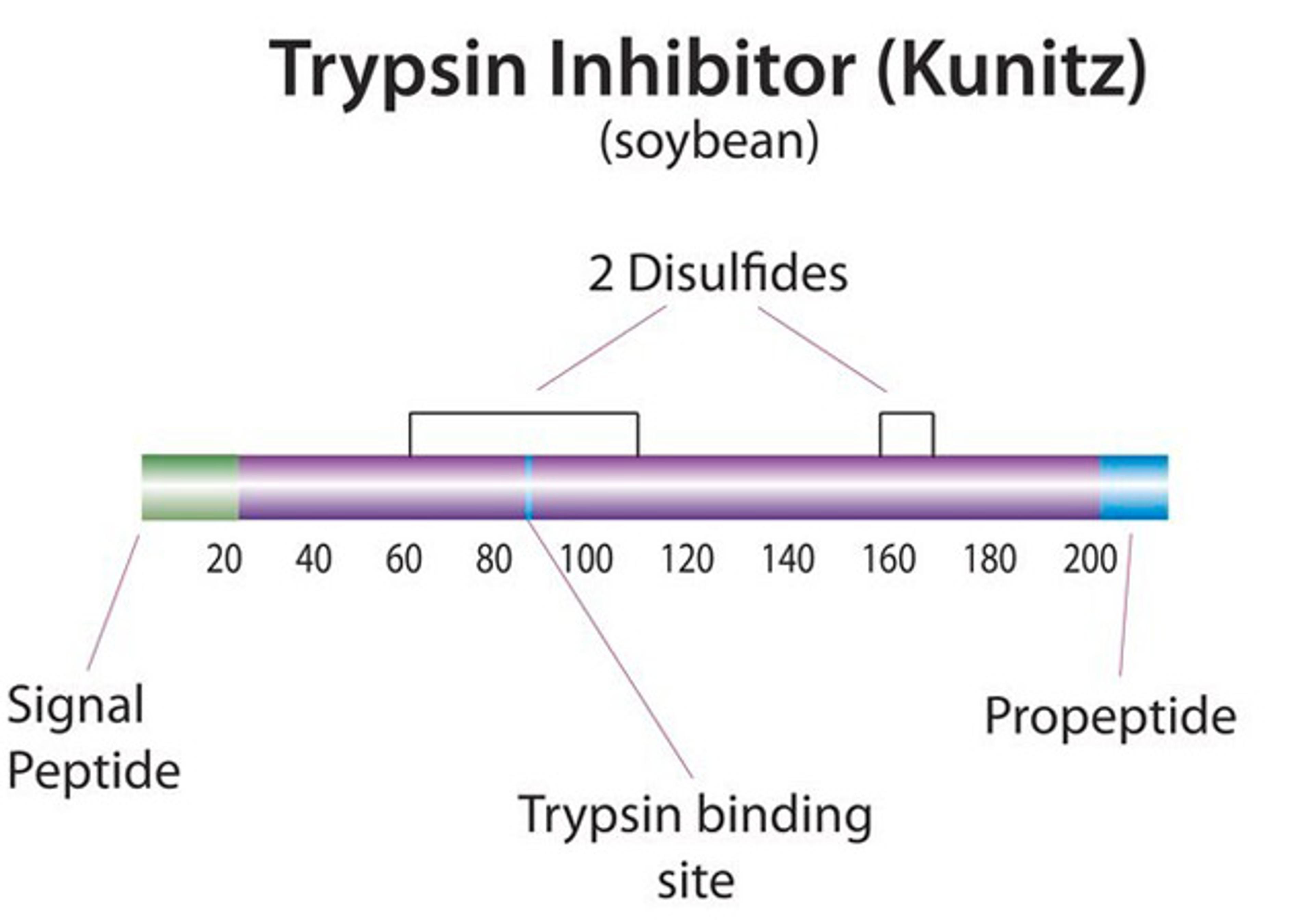 Trypsin Inhibitor from Glycine max (soybean), suitable for cell culture - Merck - General Lab