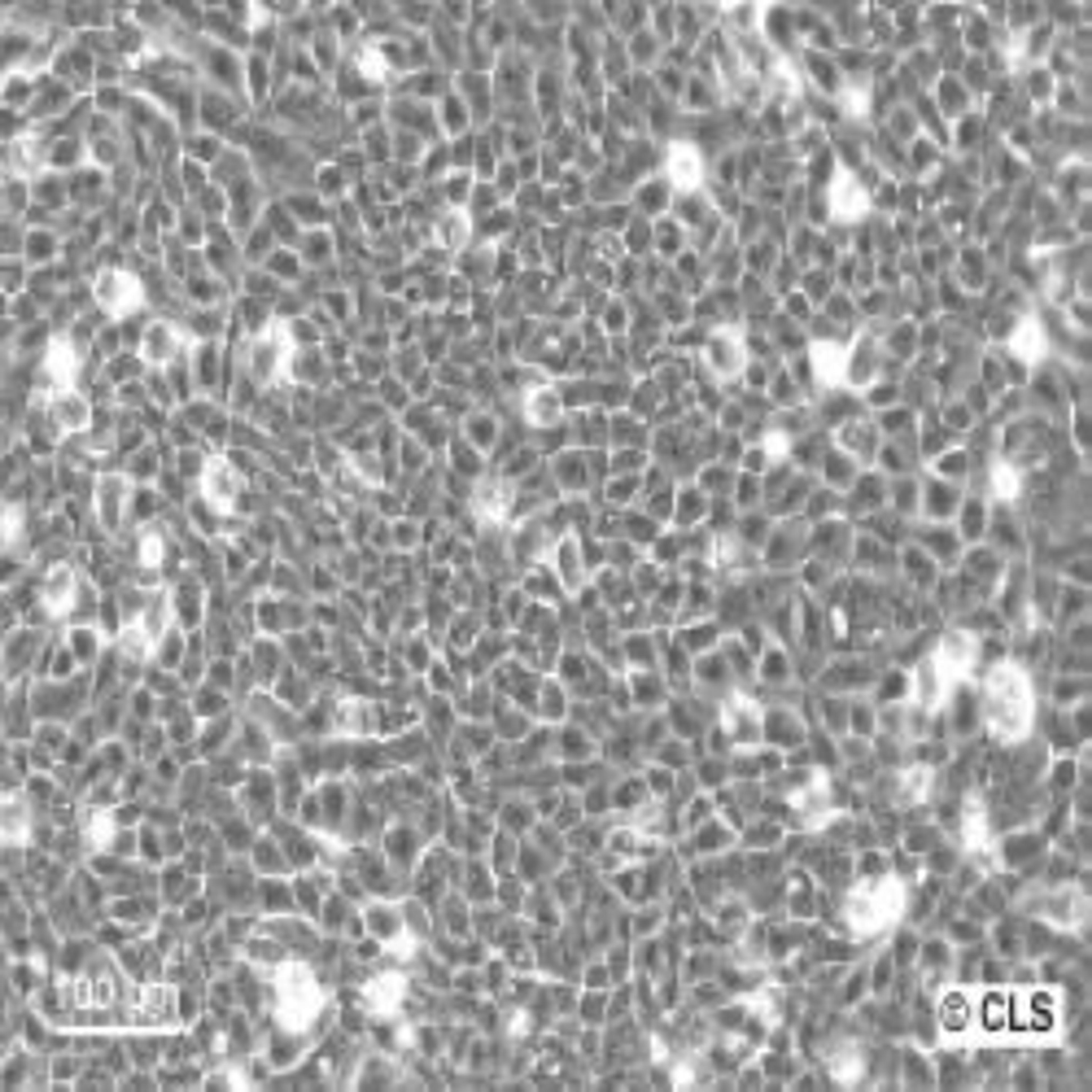 HaCaT - Cell Lines Service GmbH - Life Sciences