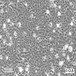HaCaT - Cell Lines Service GmbH - Life Sciences