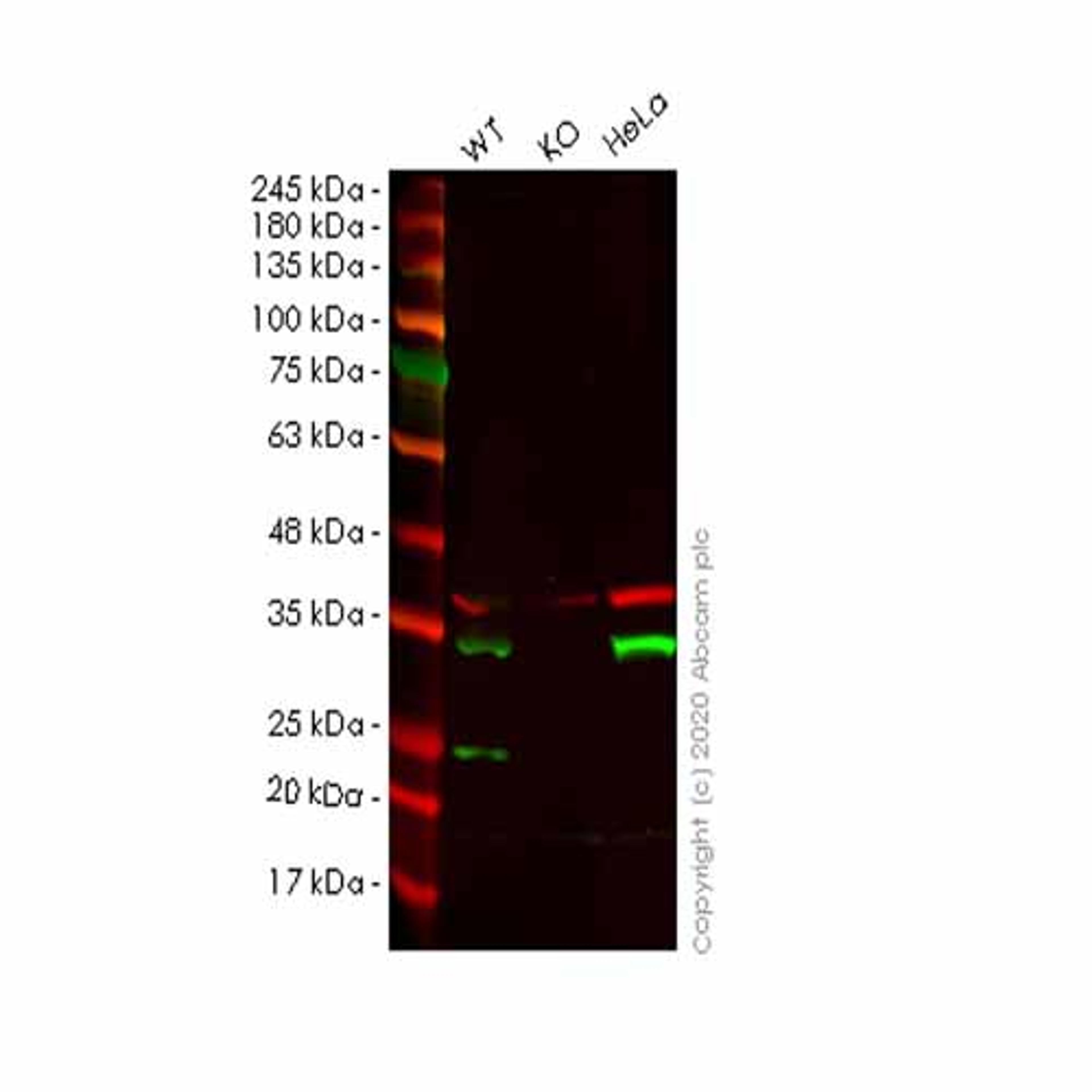 Human TPM4 knockout HEK293T cell line - Abcam plc - Life Sciences