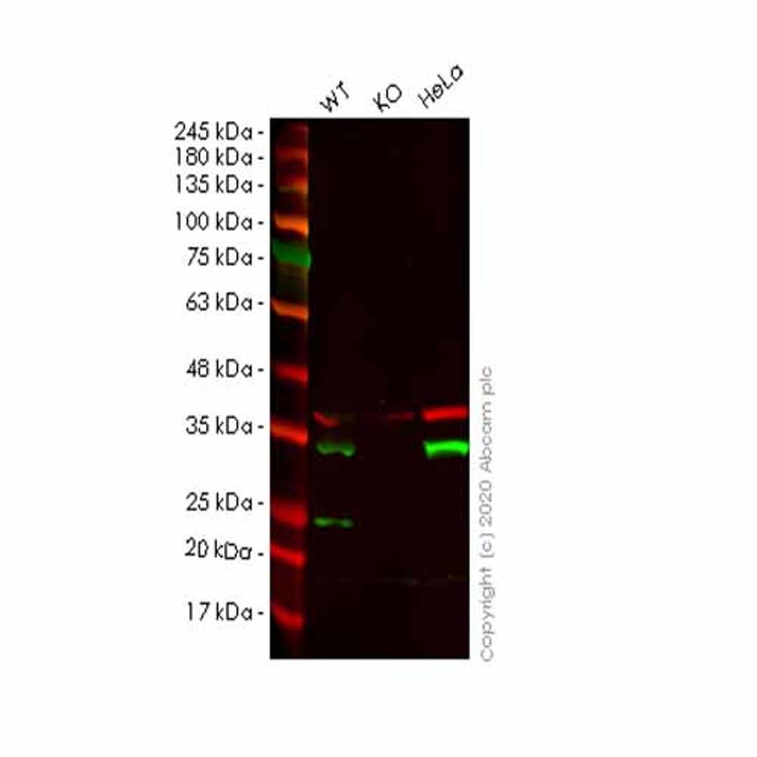 Human TPM4 knockout HEK293T cell line - Abcam plc - Life Sciences