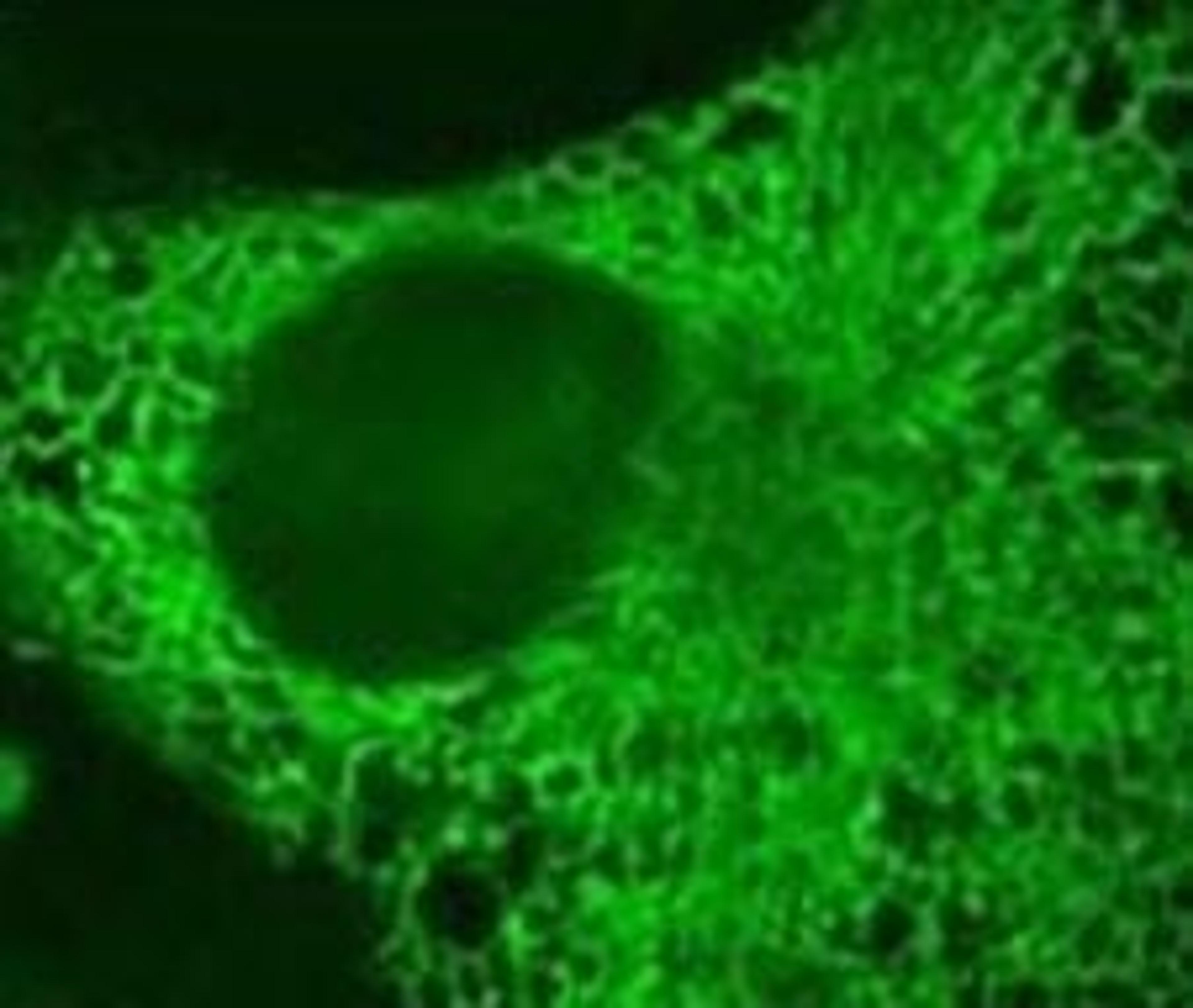 Gibco™ Opti-MEM I Reduced Serum Media - Thermo Fisher Scientific - Life Sciences