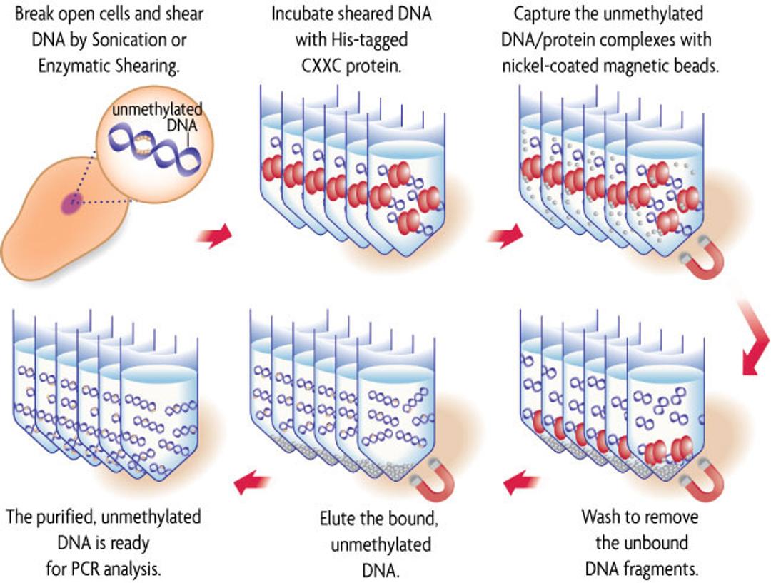 HypoMethylCollector™ - Active Motif - Life Sciences