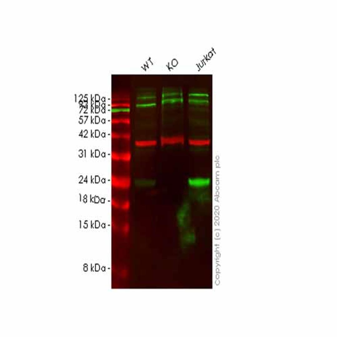 Human UBE2F (NCE2) knockout HeLa cell line - Abcam plc - Life Sciences