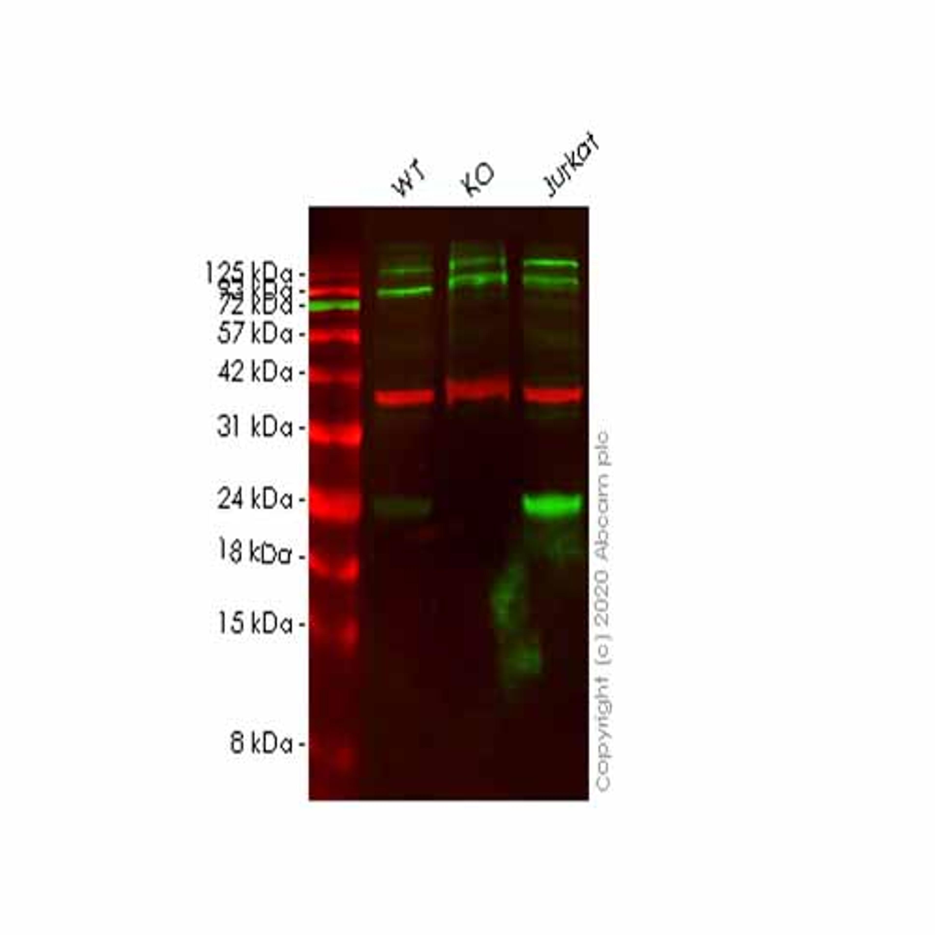 Human UBE2F (NCE2) knockout HeLa cell line - Abcam plc - Life Sciences