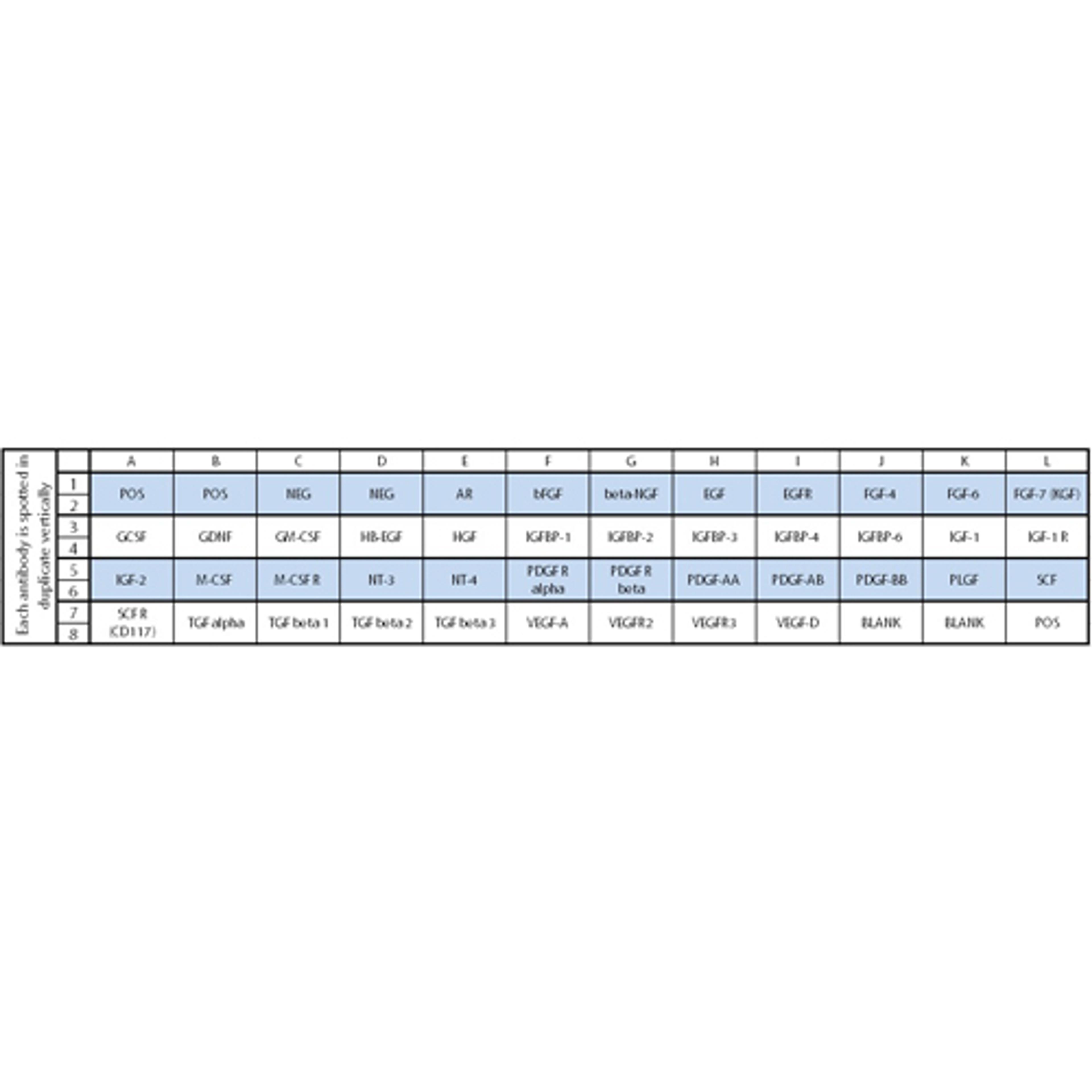 Human Growth Factor Array C1 - RayBiotech Inc. - Life Sciences
