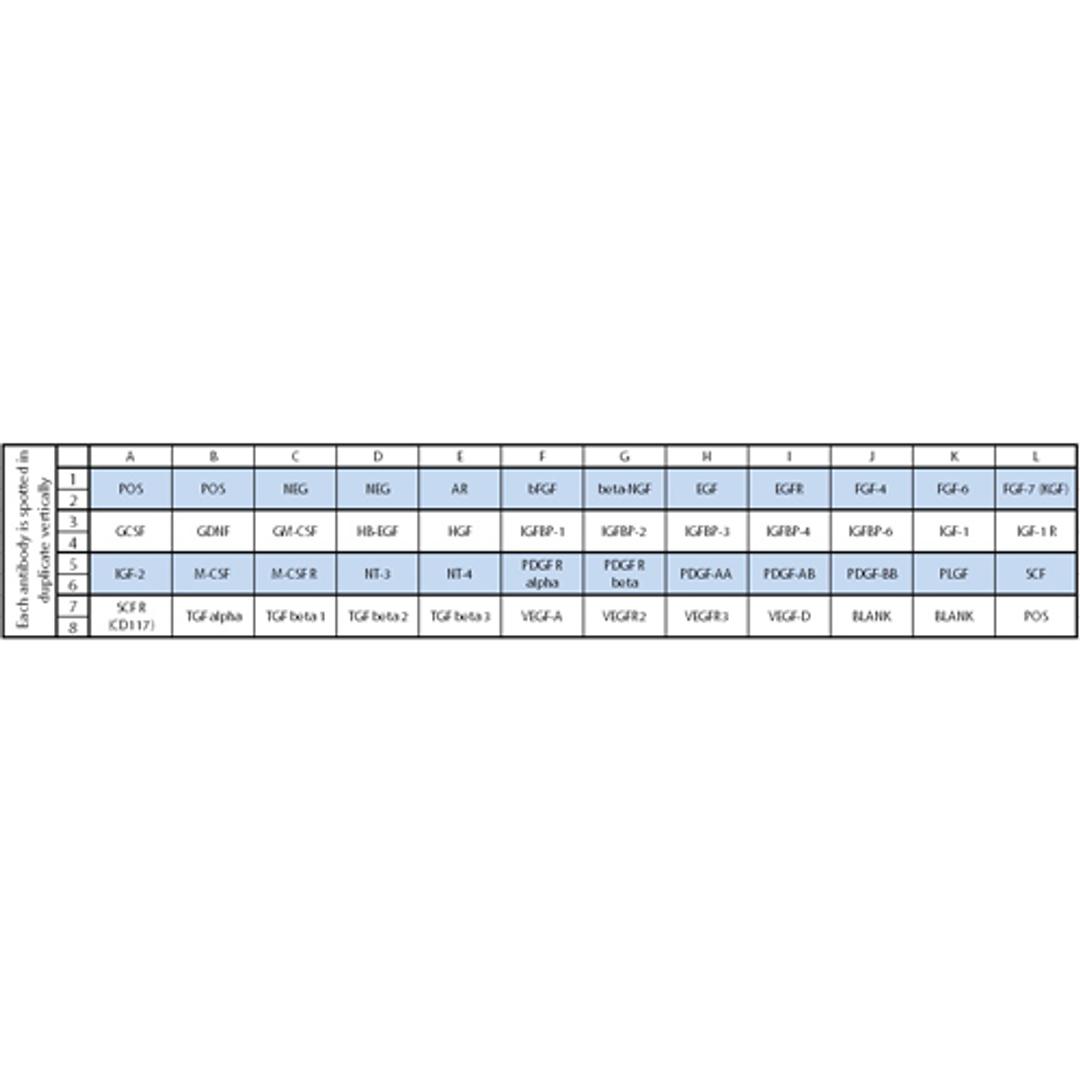 Human Growth Factor Array C1 - RayBiotech Inc. - Life Sciences