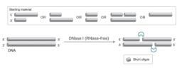 DNase I (RNase-free) - New England Biolabs Inc. - Life Sciences