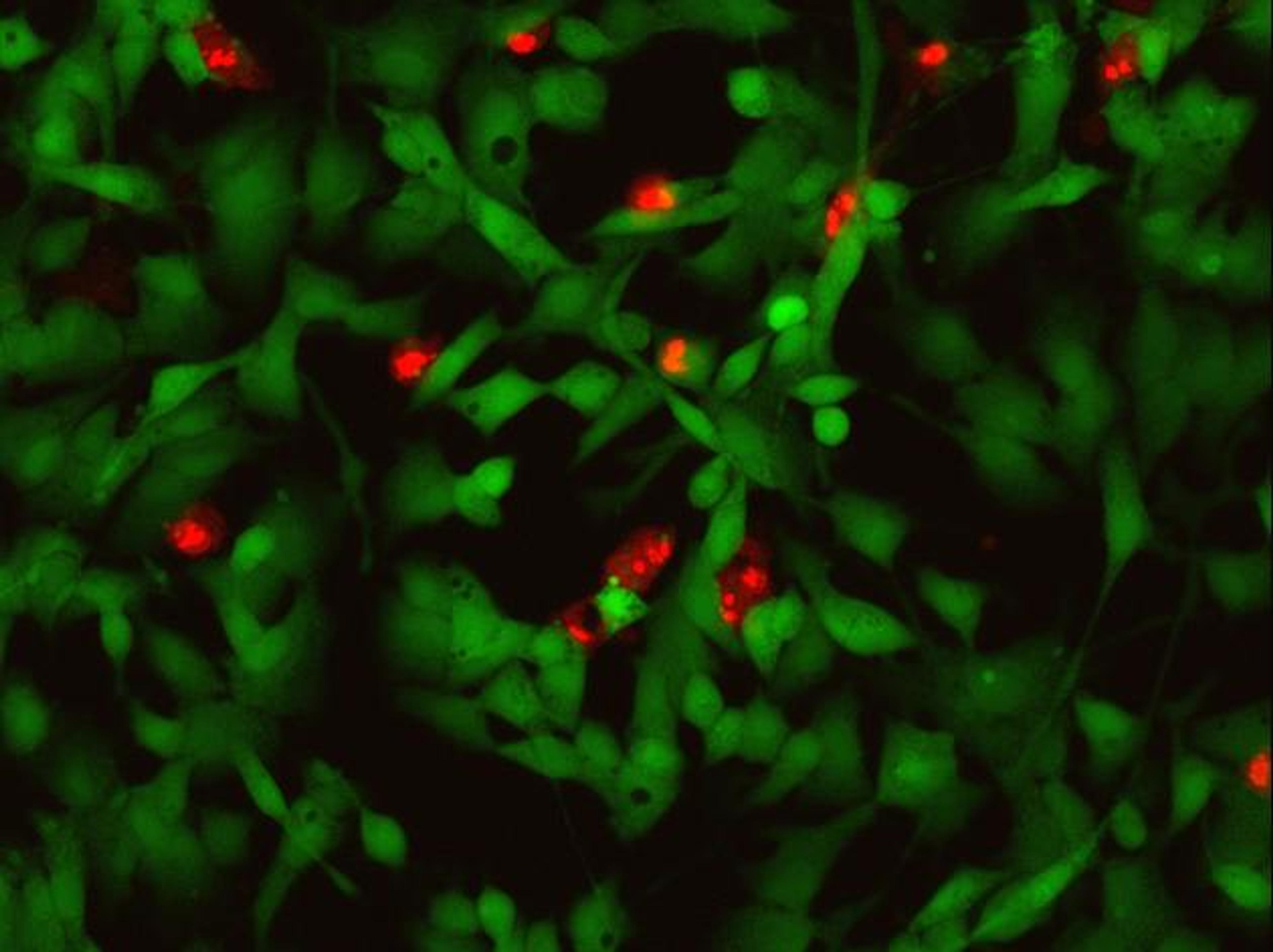 Invitrogen™ LIVE/DEAD™ Cell Imaging Kit (488/570) - Thermo Fisher Scientific - Life Sciences