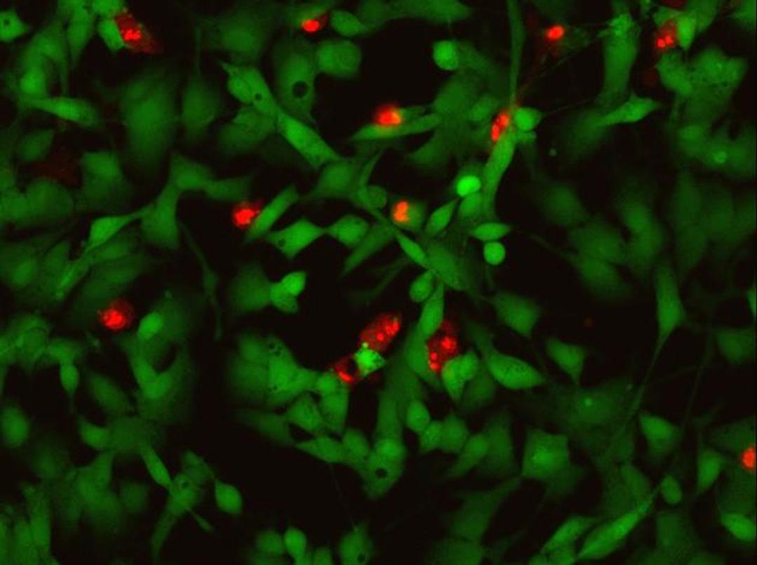 Invitrogen™ LIVE/DEAD™ Cell Imaging Kit (488/570) - Thermo Fisher Scientific - Life Sciences