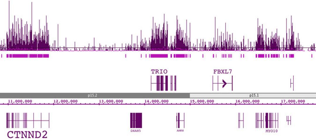 hMeDIP-Sequencing (hMeDIP-Seq) Service - Active Motif - Life Sciences