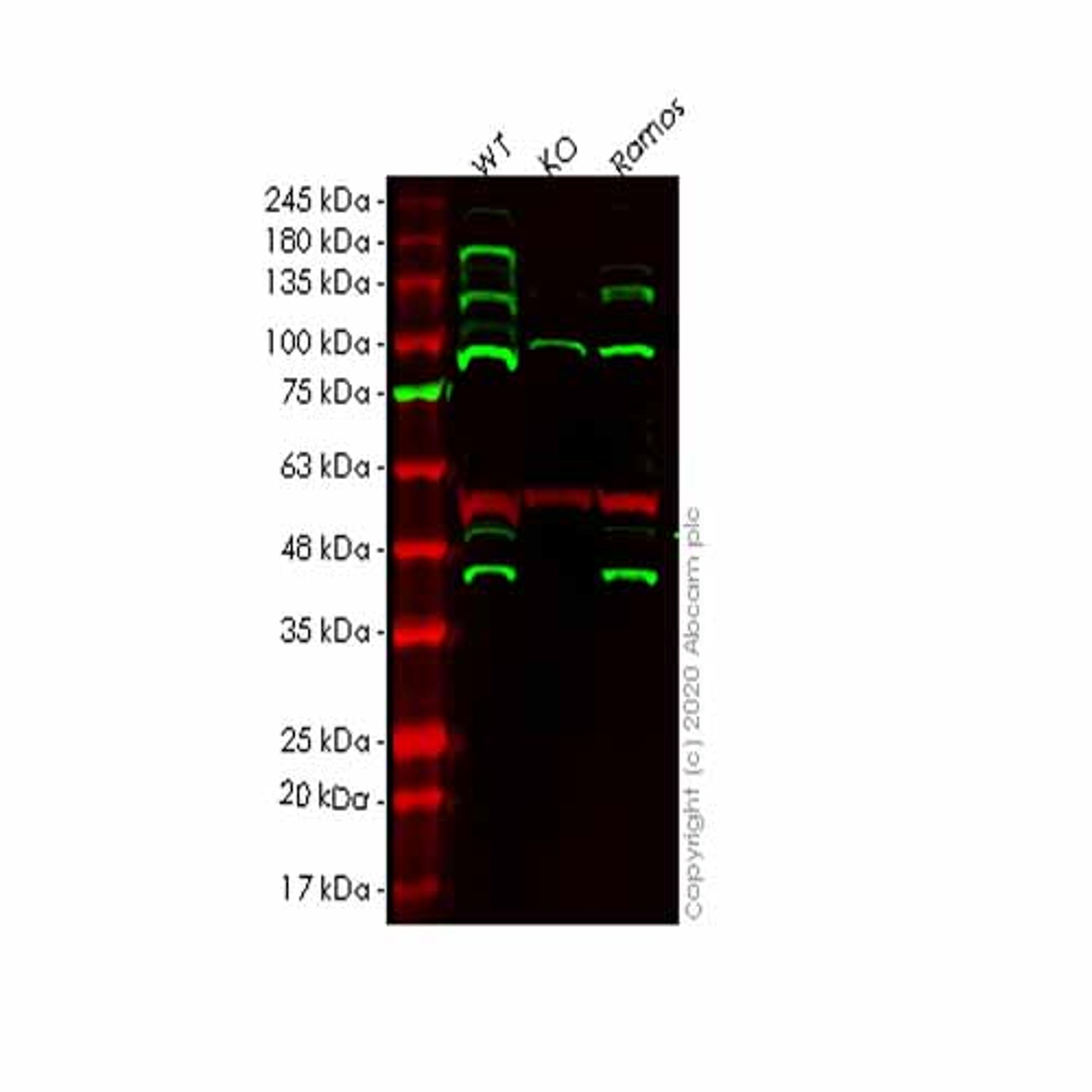 Human MCL1 knockout HEK293T cell line - Abcam plc - Life Sciences