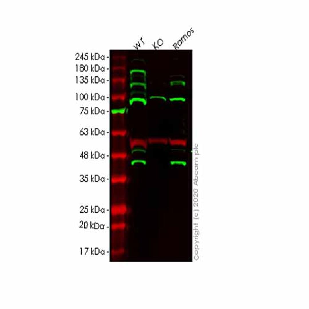 Human MCL1 knockout HEK293T cell line - Abcam plc - Life Sciences