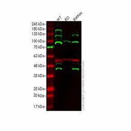 Human MCL1 knockout HEK293T cell line - Abcam plc - Life Sciences