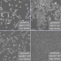 Human ABCF2 knockout HEK293T cell line - Abcam plc - Life Sciences