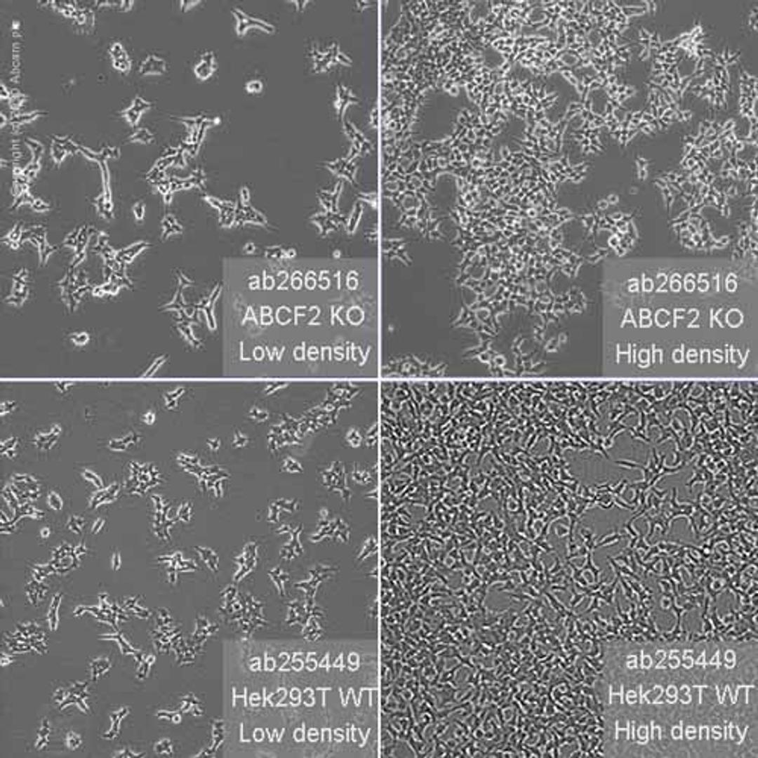 Human ABCF2 knockout HEK293T cell line - Abcam plc - Life Sciences