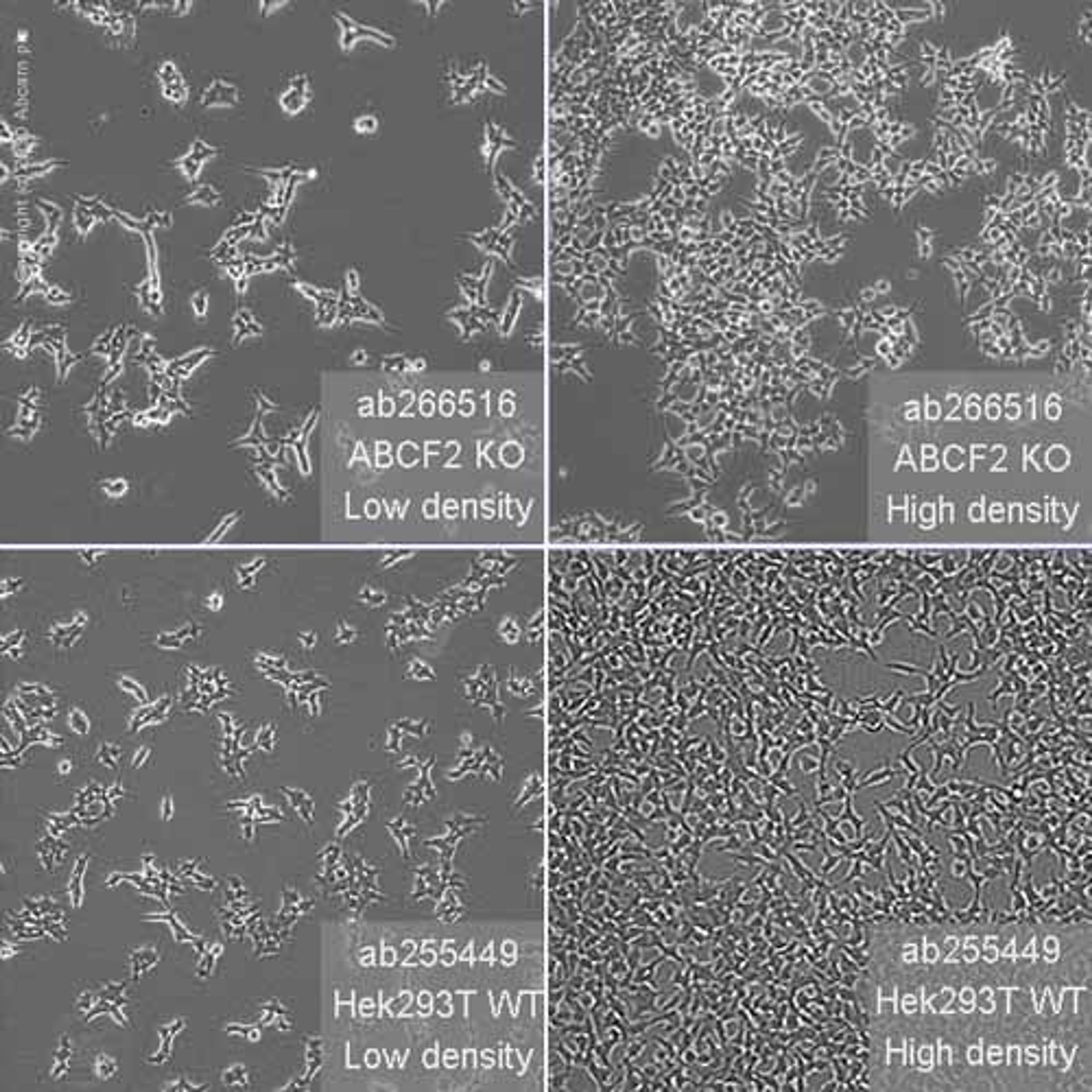 Human ABCF2 knockout HEK293T cell line - Abcam plc - Life Sciences