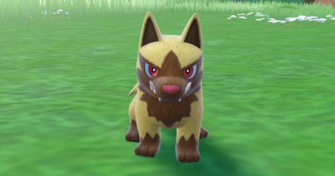 Poochyena Shiny Hunting Guide (Teal Mask DLC)