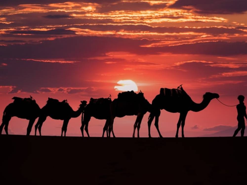 Toubkal with Sahara Extension - Camels at pink sunset
