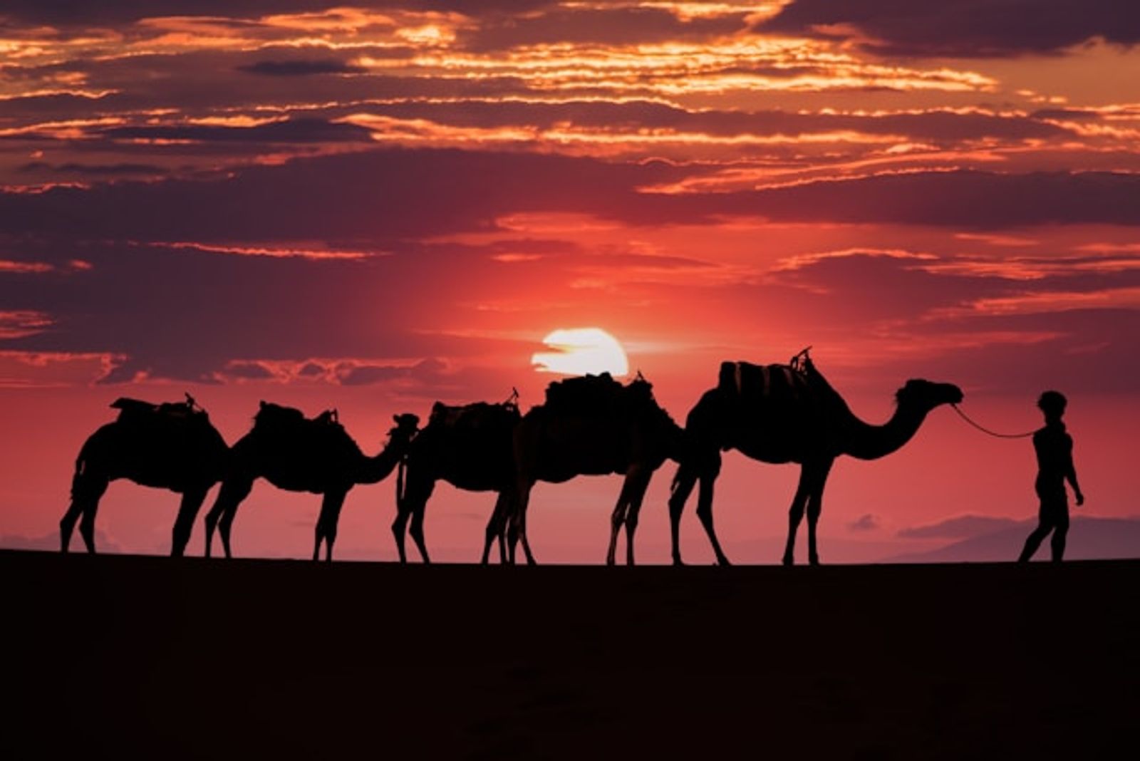 Toubkal with Sahara Extension - Camels at pink