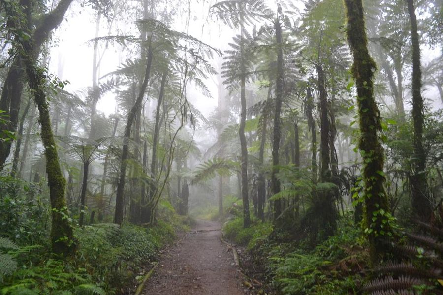Trekking through lush rainforest on the Lemosho route