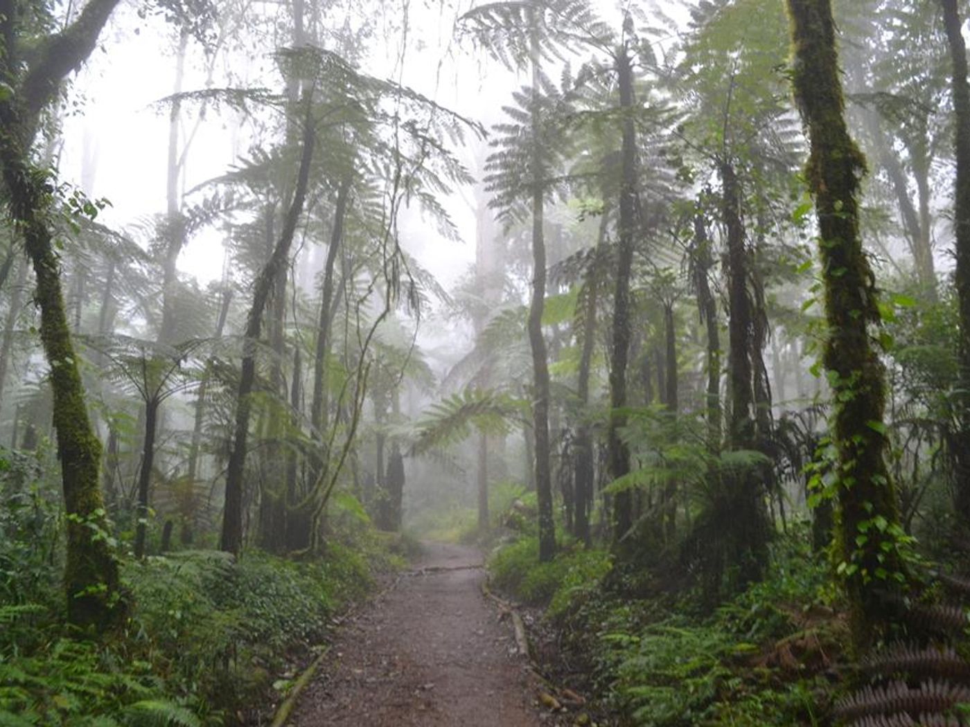 Rainforrest on Lemosho route