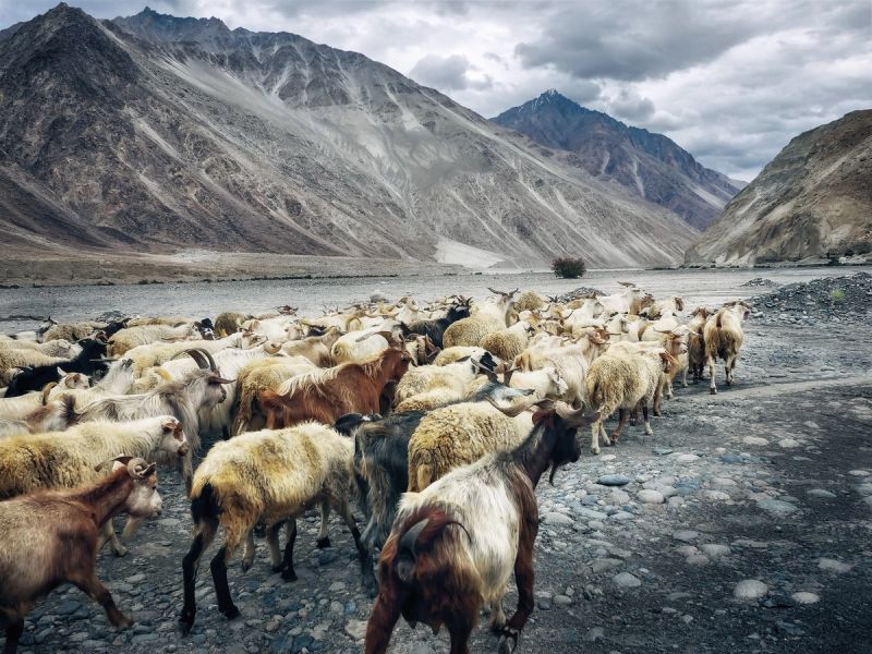 Kang Yatse 2, Himalayan Summit - Gallery Image 3