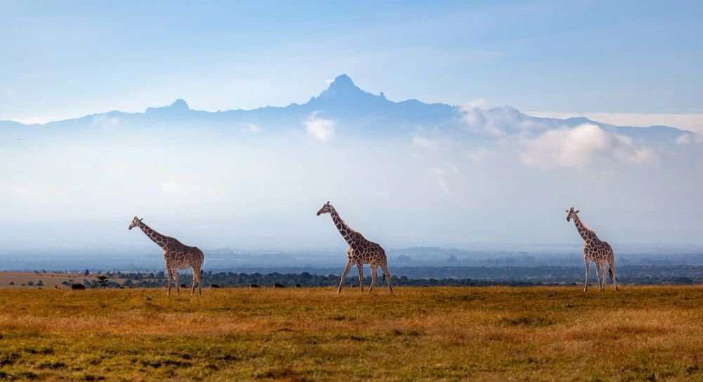 Giraffes grazing beneath the snow-capped peaks of Mount Kenya