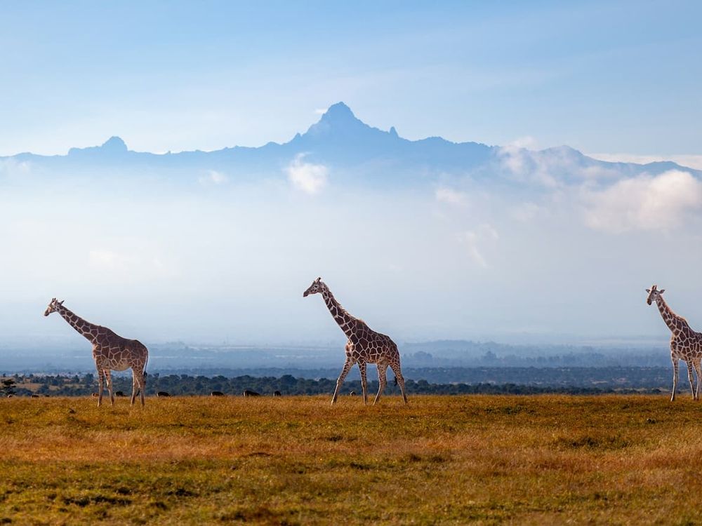 Three giraffes walking across golden savannah with mountains in the background