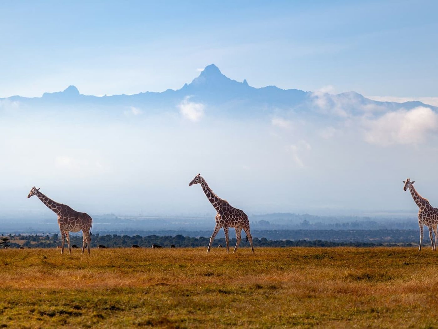 Giraffes walking across golden savannah with mountains in the background