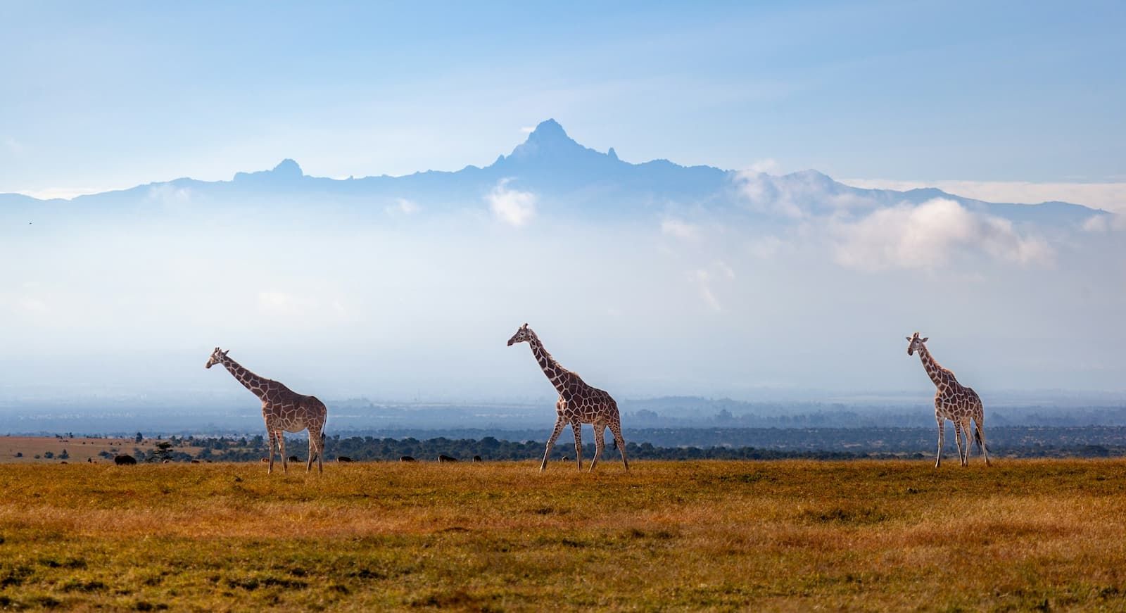 Mount Kenya - Giraffe's under Mount Kenya - 1600