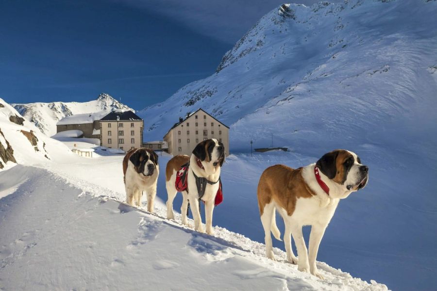 St Bernard rescue dogs in the snow by the Grand St Bernard Hospice