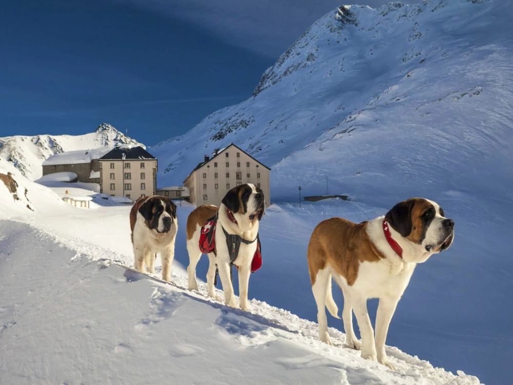 St Bernard rescue dogs in the snow by the Grand St Bernard Hospice