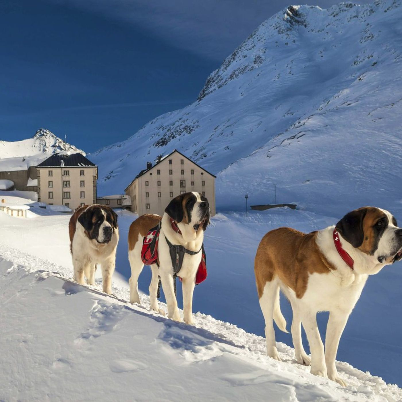 St Bernard dogs by the hospice