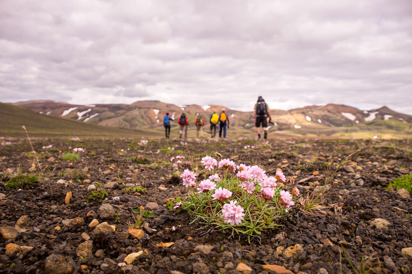 Hiking group with wildflowers in volcanic landscape