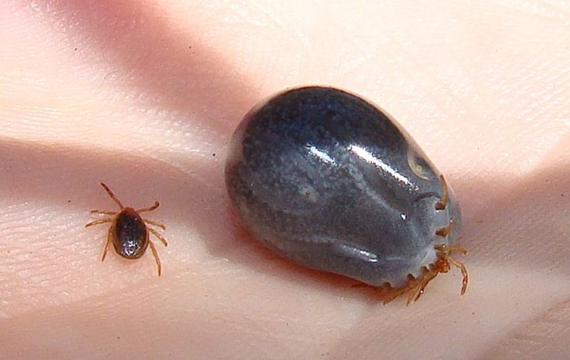 Tick_before_and_after_feeding
