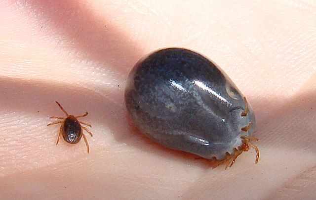 Tick_before_and_after_feeding
