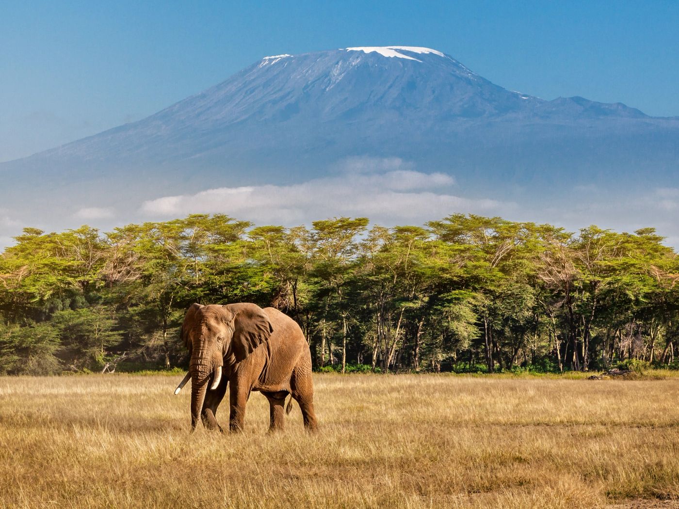 Elephant walking across savannah with snow-capped Kilimanjaro