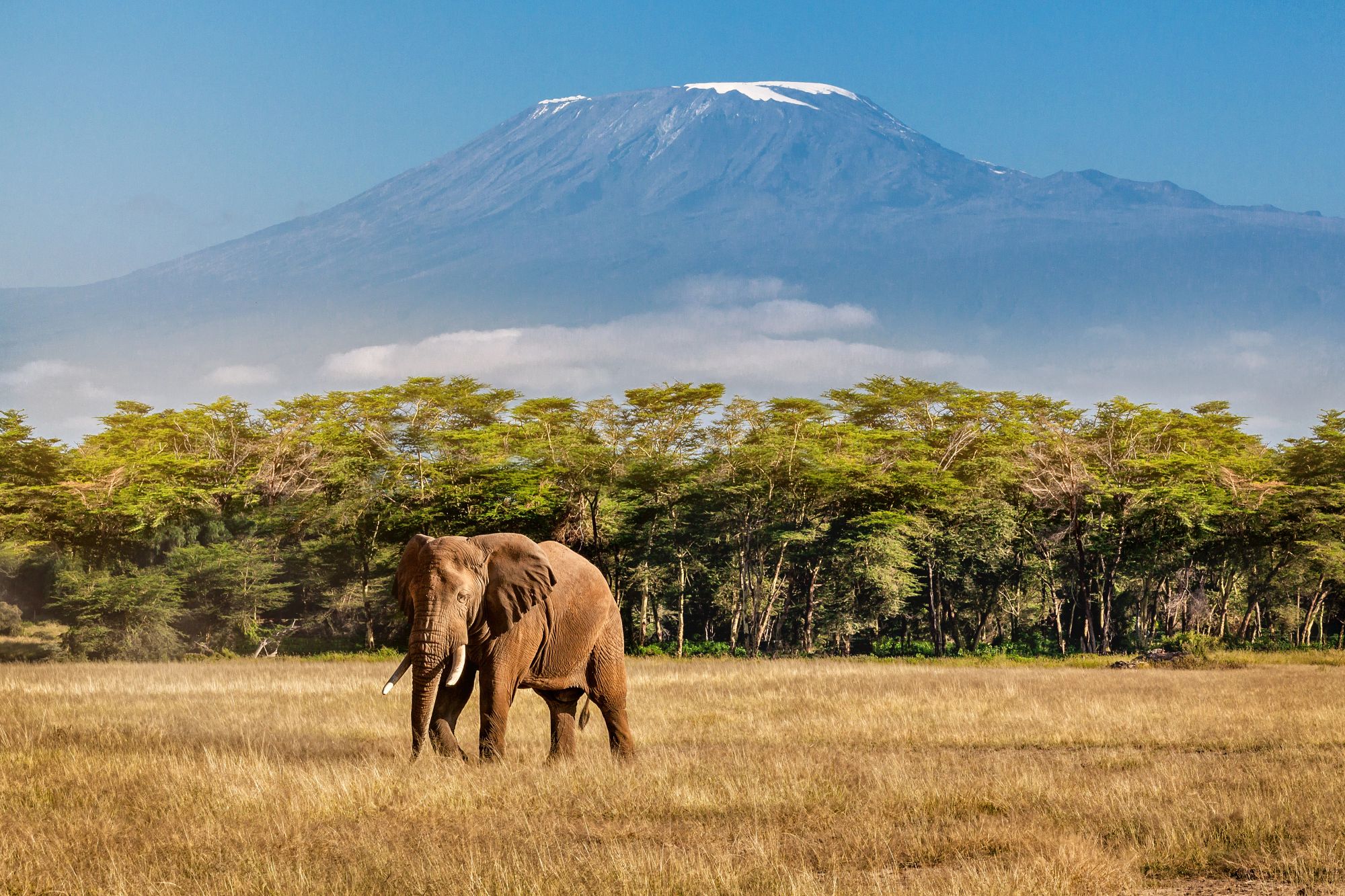Kilimanjaro Lemosho + Tanzania Short Safari (10 days) - Featured Image
