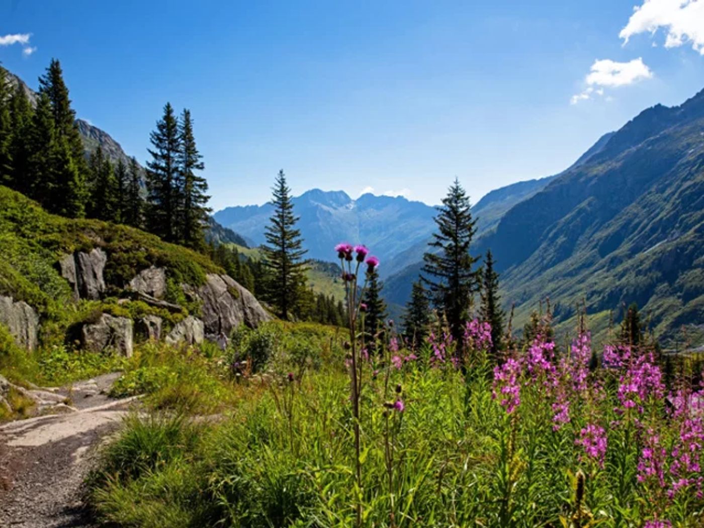 tou du mont blanc woodlands