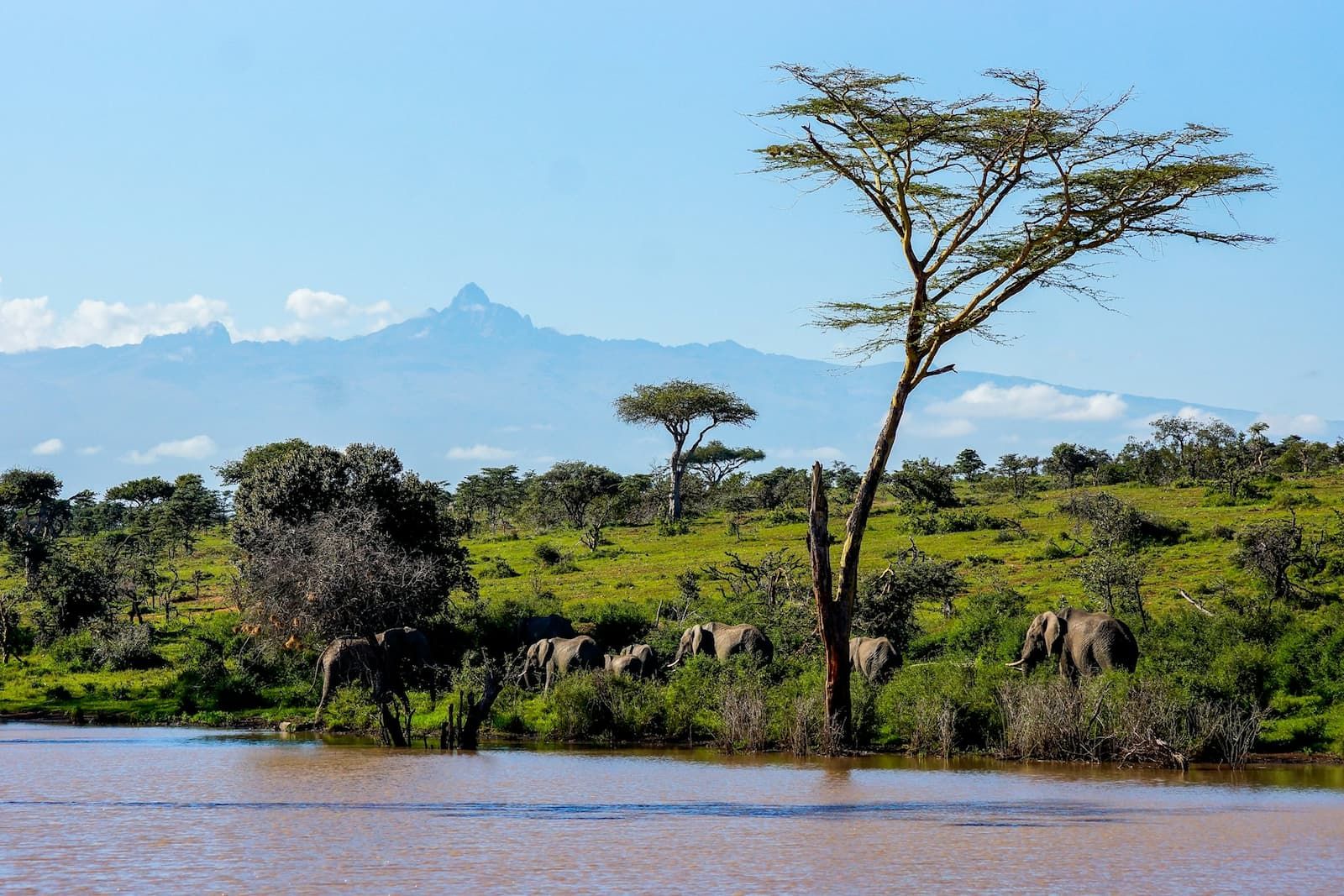 Mount Kenya - A herd of Elephants coming to drink. In the background is the mighty Mount Kenya - 1600