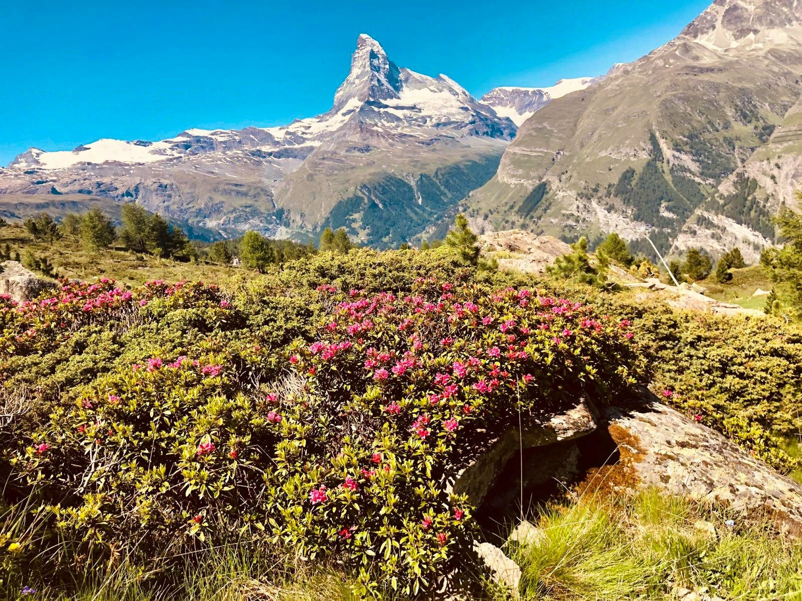 Pink alpine rhododendrons with the Matterhorn peak in the background