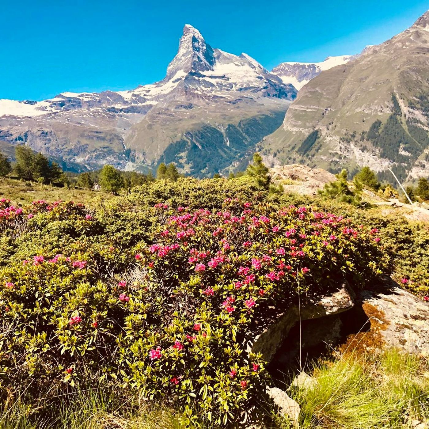 Pink alpine rhododendrons with the Matterhorn peak in the background