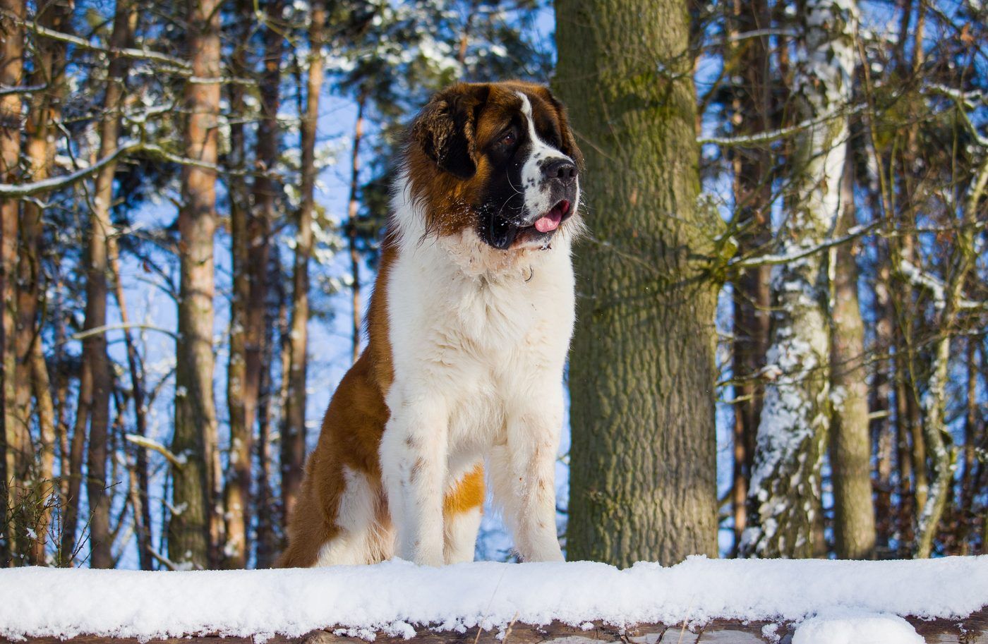 A St Bernard dog in the snow