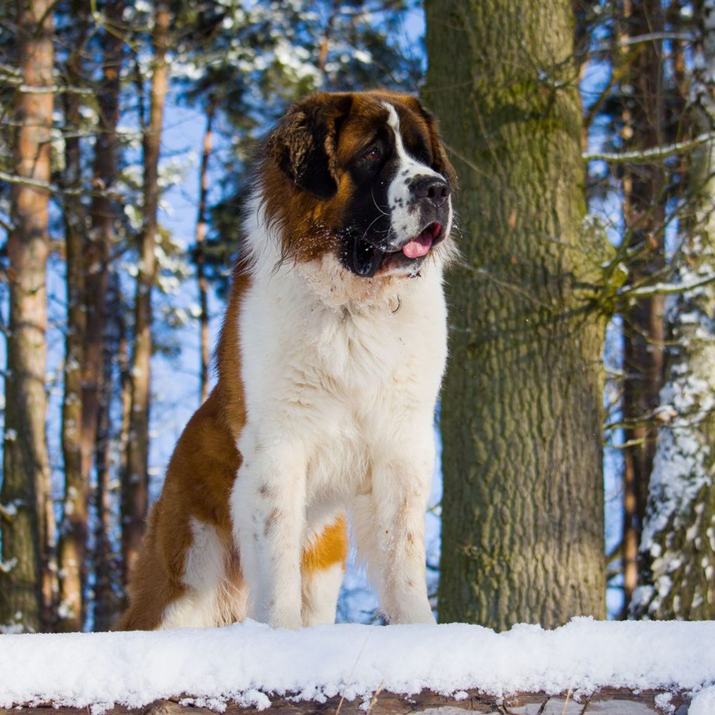A St Bernard dog in the snow