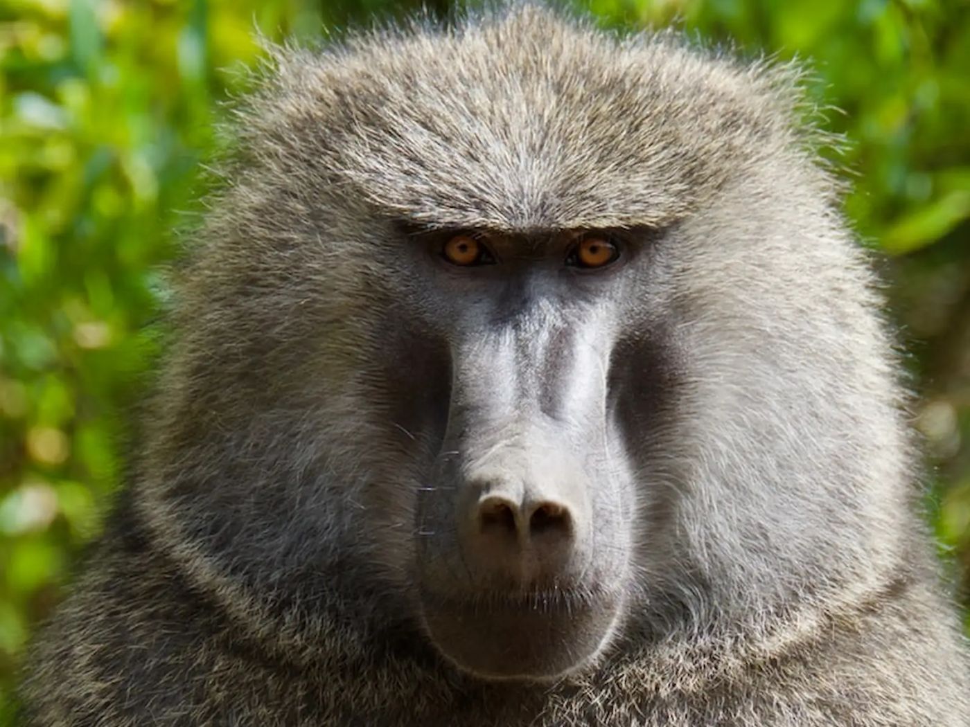 Monkey