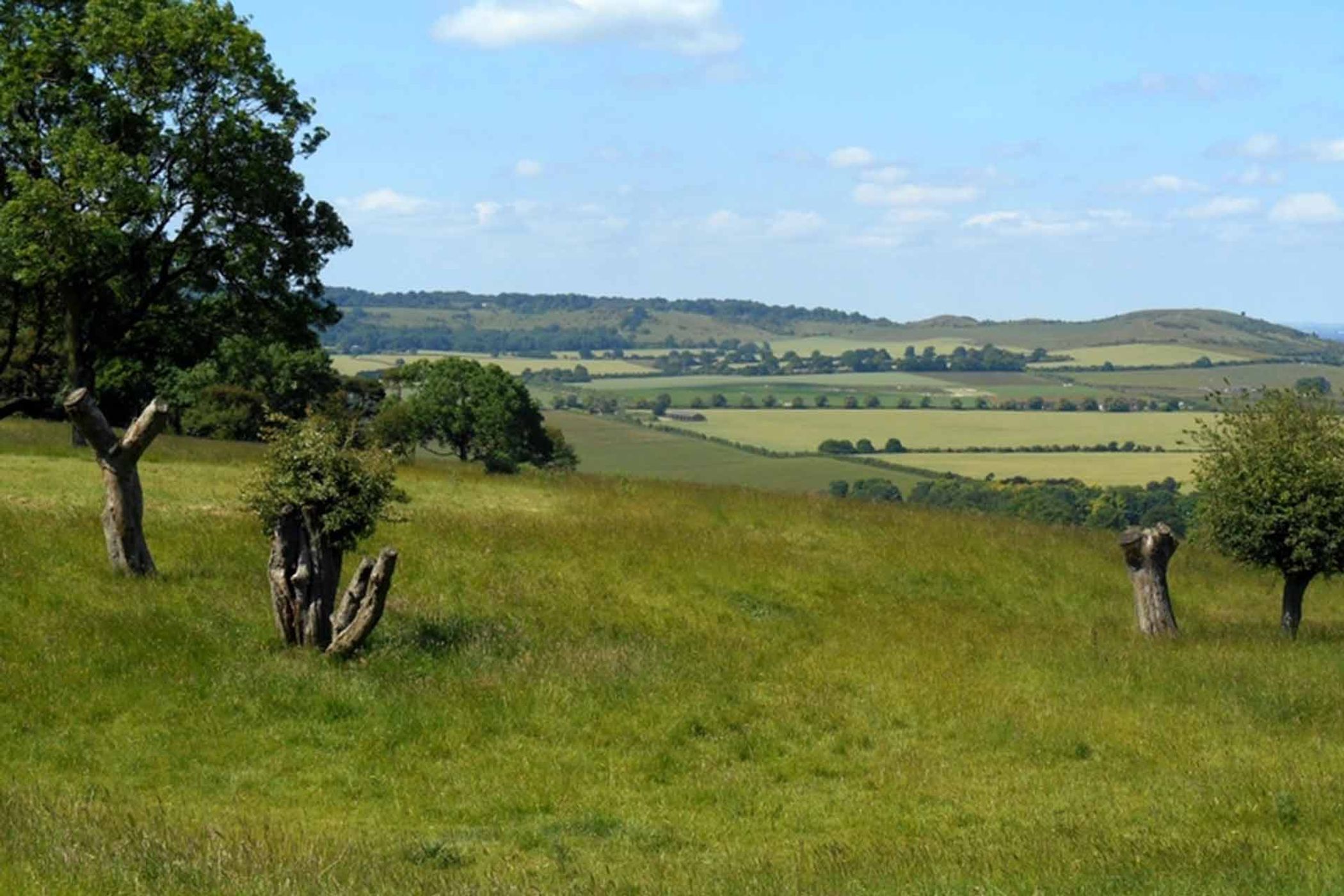 Call of the Rewild: Letting Nature Thrive