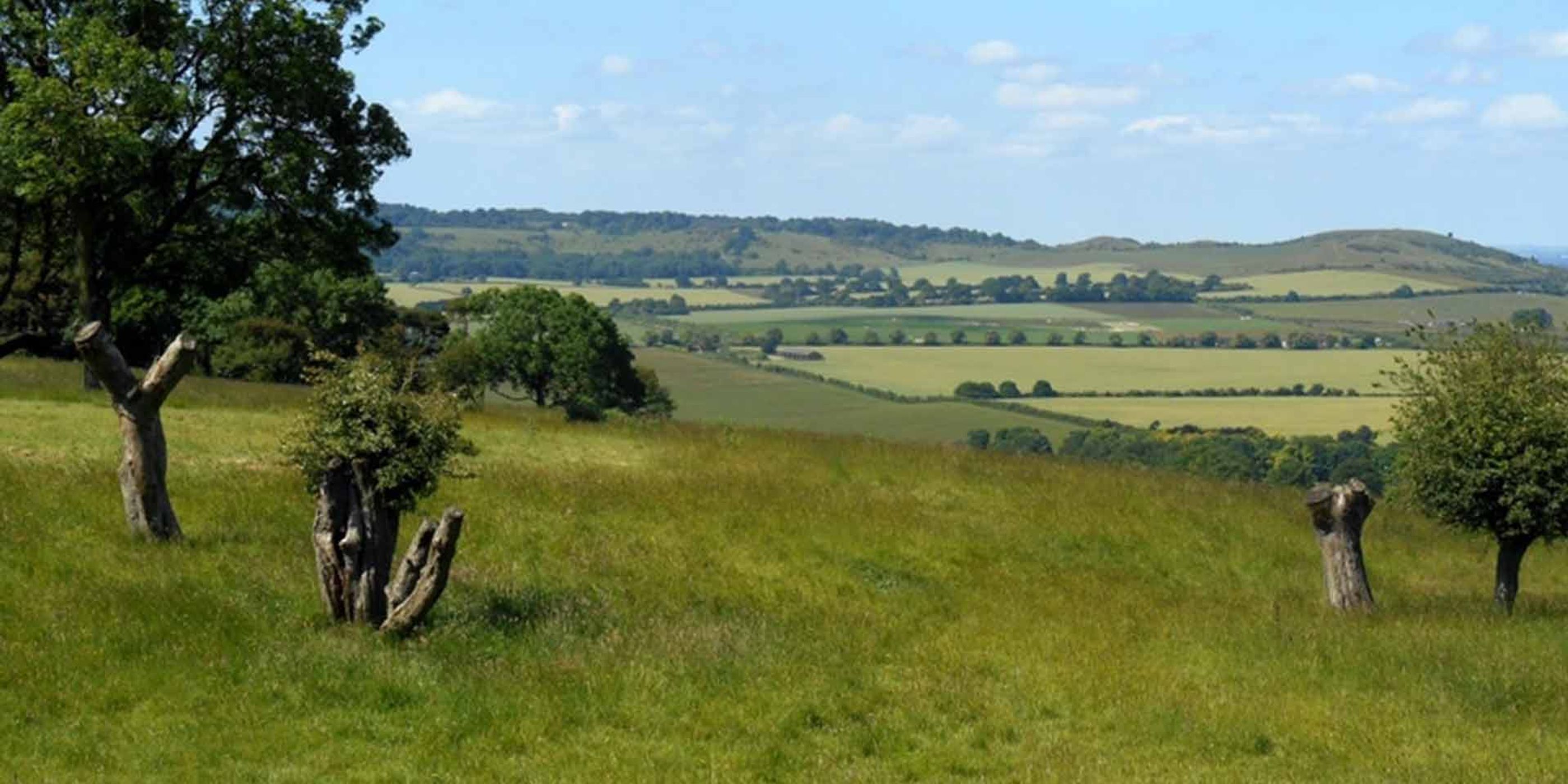 Call of the Rewild: Letting Nature Thrive