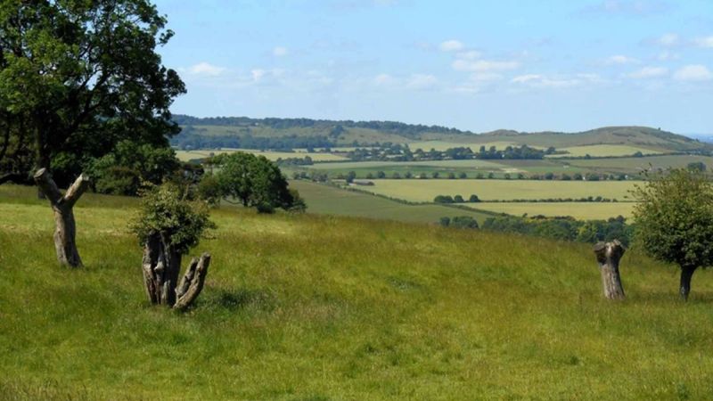 Call of the Rewild: Letting Nature Thrive